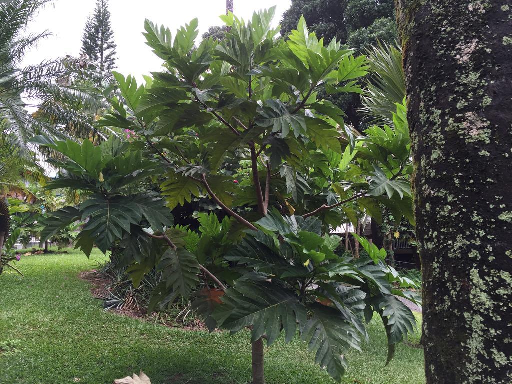 Wild Ginger Inn Hotel & Hostel Hilo Extérieur photo